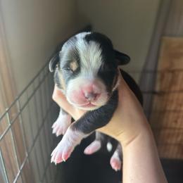 Boy 2 - Black, white and red male Greater Swiss Mountain Dog puppy in Lower Burrell, Pennsylvania from Polyanna’s GSMD