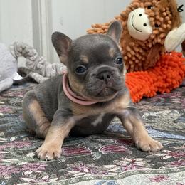 Supernova - Tricolors female French Bulldog puppy in Almo, Kentucky from Busy Bee French Bulldogs
