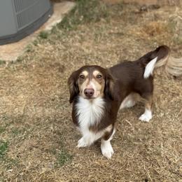 Sully - Dachshund
