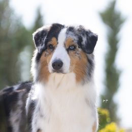 Australian Shepherds from Boujee Aussies
