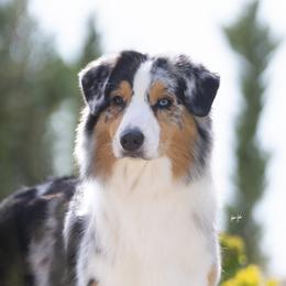 Australian Shepherds from Boujee Aussies