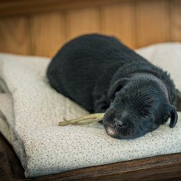Bernedoodle, Cavapoo, and Poodle Puppies from Positively Doodles
