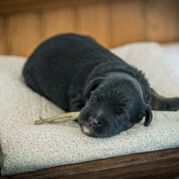 Bernedoodle, Cavapoo, and Poodle Puppies from Positively Doodles
