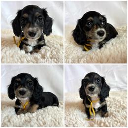 Scoop - Black and cream male Dachshund puppy in Orem, Utah from Miekca’s Dachshunds