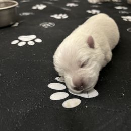 West Highland White Terrier Puppies from Our Westies 2