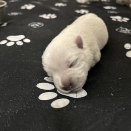 West Highland White Terrier Puppies from Our Westies 2