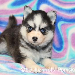 Bikini - Black and white female Pomsky puppy in Centerville, Iowa from LJ Kennels Pomskies, LLC