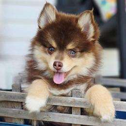 Porthos SALE 2700 - Chocolate male Pomsky puppy in Christiana, Tennessee from Smoky Mountain Pomskies