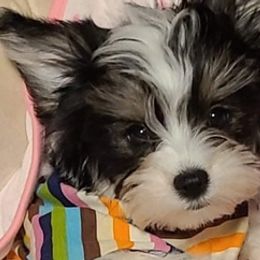 Biewer Terriers, Poodles, and Yorkshire Terriers from Tiny Paws Luxury Pets