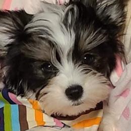 Biewer Terriers, Poodles, and Yorkshire Terriers from Tiny Paws Luxury Pets