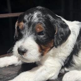 Oakley - Tri-color male Labradoodle puppy in Murray, Utah from Swann's Kennels