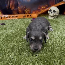 Blue and Cream Longhair Female - Blue and cream female Dachshund puppy in Killeen, Texas from Southern Dachshunds