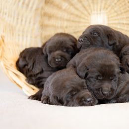 Labrador Retriever Puppies from Whiskey River Labradors