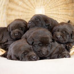 Labrador Retriever Puppies from Whiskey River Labradors