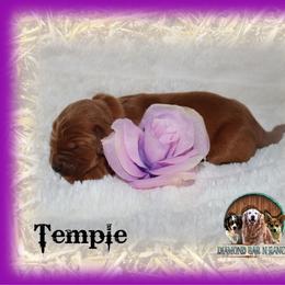 Temple - Dark golden female Golden Retriever puppy in Anson, Texas from Diamond Bar N Ranch