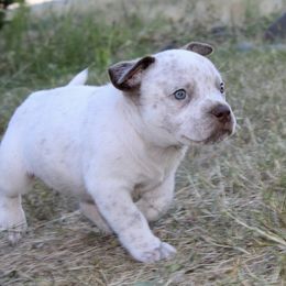 Apple Jack - White American Bully puppy in Toledo, Washington from Mountain Pride Bullies