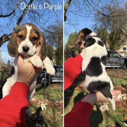 DOTTIES PURPLE COLLAR - Black red and white female Beagle puppy in Brownsville, Oregon from Beagles on the Run