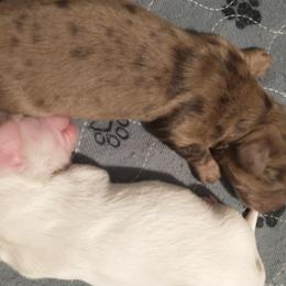 Beans - Dapple female Dachshund puppy in Annandale, Minnesota from Weiners on a Hill
