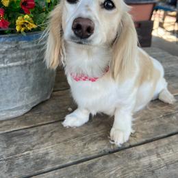 Baby - Dachshund