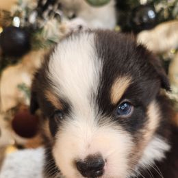 Harry - Black tri male Miniature Australian Shepherd puppy in Lakeland, Florida from Sunshine Mini Aussies
