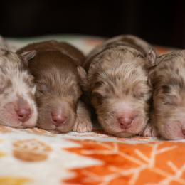 Bernedoodle puppies from Southern Magnolia Bernedoodles