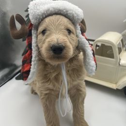 Richard Gilmore - Cream male Goldendoodle puppy in Alton, Missouri from Roberts Farm Doodles