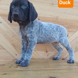 Duck - Liver roan male German Shorthaired Pointer puppy in Elberta, Alabama from Old Orchard Farm