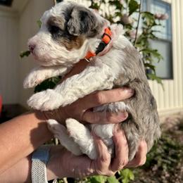 Aussiedoodle and Bernedoodle Puppies from LolliPop Farms