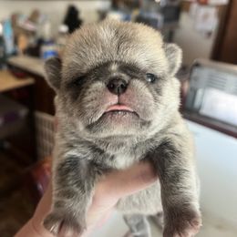 Blue band - Fawn male Pug puppy in Tacoma, Washington from Glamour pugs