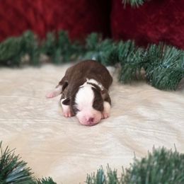 H - Black tri female Miniature Australian Shepherd puppy in Killen, Alabama from Wilkers Wholehearted Mini Aussies