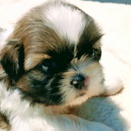 Shih Tzus from Sweetest Shih-Tzu