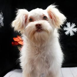 Imrie - Cream male Mi-Ki puppy in Elizabeth, Colorado from Royal T Mi-Kis