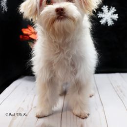 Imrie - Cream male Mi-Ki puppy in Elizabeth, Colorado from Royal T Mi-Kis