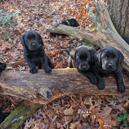 Labrador Retriever Puppies from Puzzles Labradors