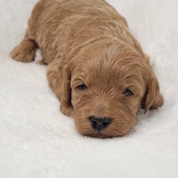 Goldendoodle Puppies from Lake Village Doodles