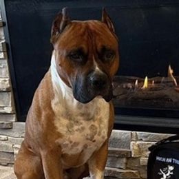 American Staffordshire Terriers from Woodshire AST Kennel