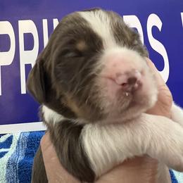 Boy 5 - male English Springer Spaniel puppy in Jamestown, Kentucky from Waterworks Springers
