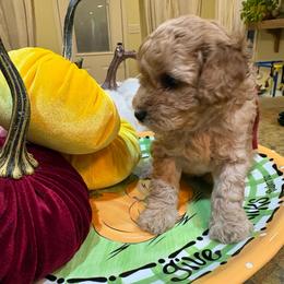Red (AKC) - Apricot male Poodle puppy in Tupelo, Mississippi from Tupelo Toy Poodles