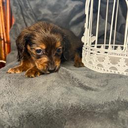 Galadriel - Red female Dachshund puppy in Richwood, West Virginia from Wild and Wonderful Wieners
