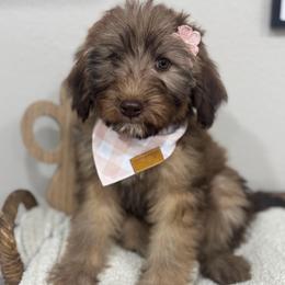 Macchiato-Black - Phantom female Bernedoodle puppy in Oak Hills, California from High Desert Doodles