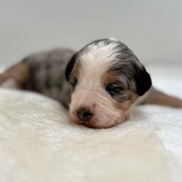 St.Moritz - Blue merle male Bernedoodle puppy in Clermont, Florida from Shadow Bernedoodles & Dog Training