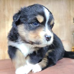 Miniature Australian Shepherd and Toy Australian Shepherd Puppies from Beasley Acres Aussies