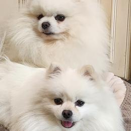 Pomeranians from Kathy's K9 Cuties