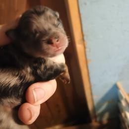 Blue girl - Blue merle female Pomeranian puppy in Parthenon, Arkansas from Michelle's Poms
