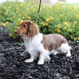 Han So-Low - Dachshund