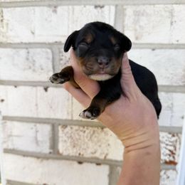 Winston Mini - Phantom male Bernedoodle puppy in Wamego, Kansas from Doodles of Oz