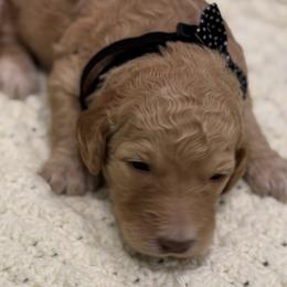 Gracie - Red  female Goldendoodle puppy in Maricopa, Arizona from AZ Designer Goldendoodles