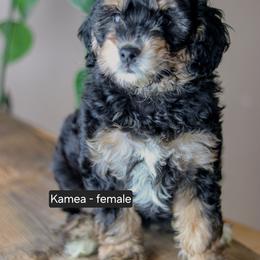 Kamea2 - Black phantom female Aussiedoodle puppy in Crete, Nebraska from Doodles & Co