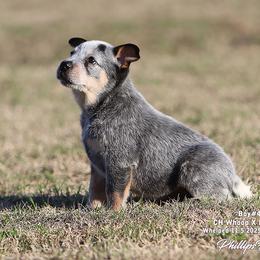 Charlie Boy 4 - Blue speckled male Australian Cattle Dog puppy in Point, Texas from Lakylu Kennels