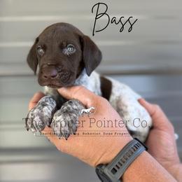 Bass - Liver roan male German Shorthaired Pointer puppy in Six Mile, South Carolina from The Proper Pointer Co.